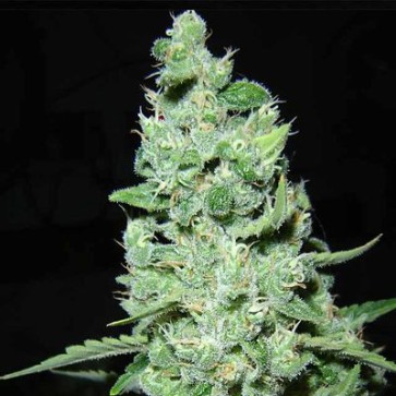 Cannabis Seeds AK-47 Feminised